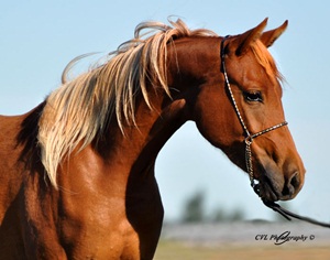 Amber Head Shot